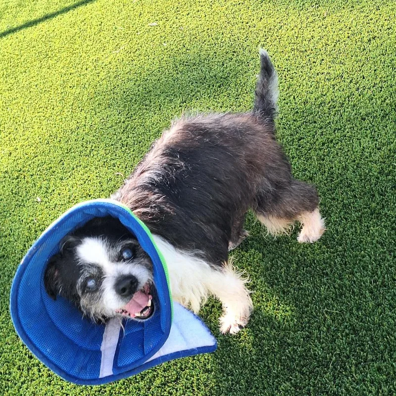 A senior medium-sized female Black Boston Terrier dog named Miss Mabel for adoption in LOXAHATCHEE, FL