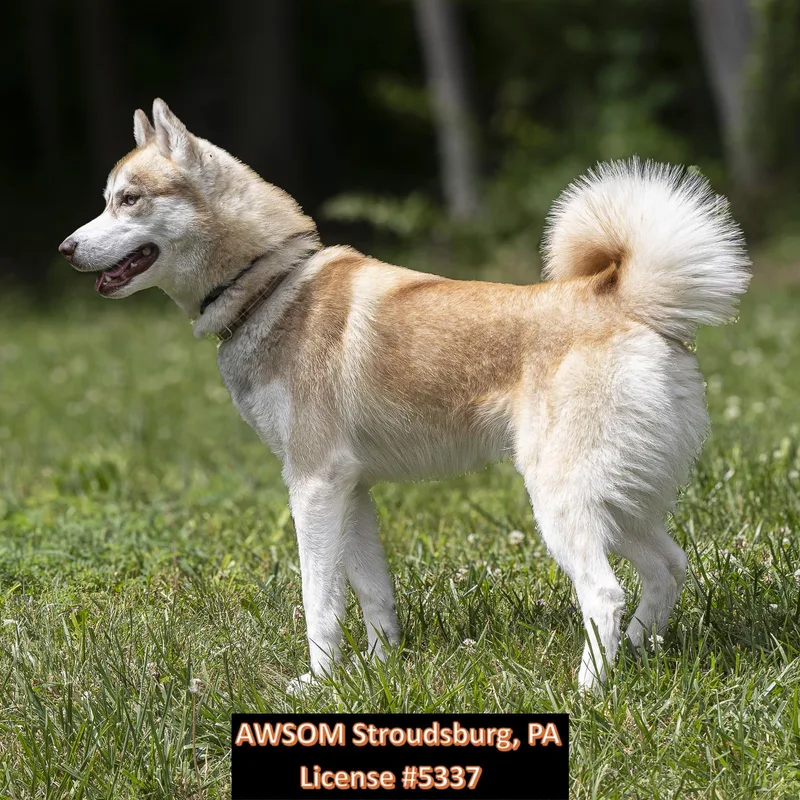 A young large-sized male Apricot / Beige Siberian Husky dog named Lil Roc for adoption in Stroudsburg, PA