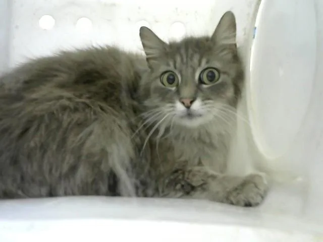 An adult medium-sized female Domestic Short Hair cat named Star for adoption in Albuquerque, NM