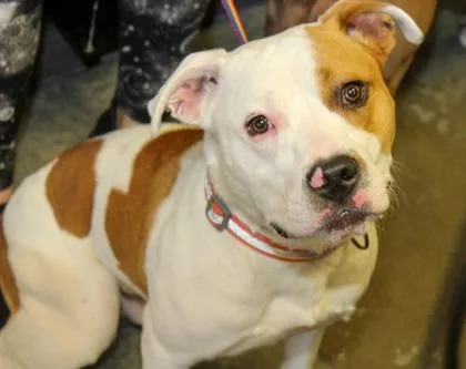 An adult large-sized male Pit Bull Terrier dog named Chico for adoption in Bowling Green, KY