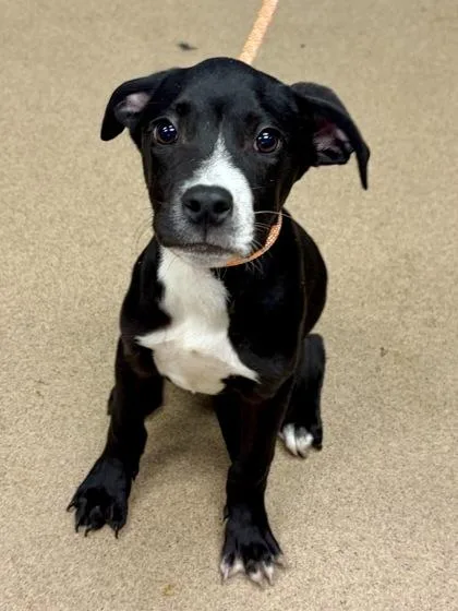 A baby small-sized male Mixed Breed dog named Sly for adoption in Chamblee, GA
