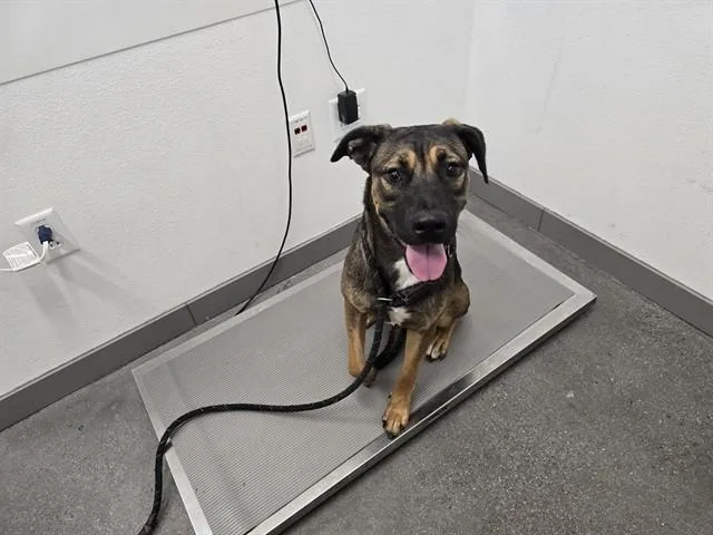 An adult large-sized female Pit Bull Terrier dog named Tulip for adoption in Mesa, AZ
