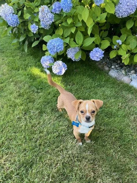 A young small-sized male Chihuahua dog named Canelo for adoption in Bothell, WA