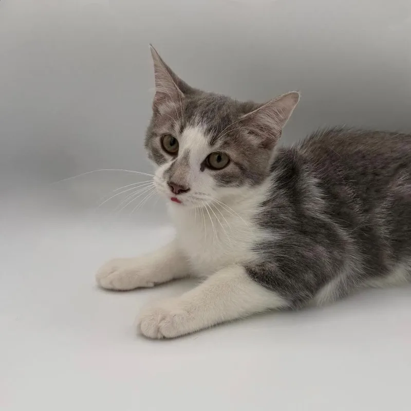 A baby small-sized male Domestic Short Hair cat named Jem for adoption in State College, PA