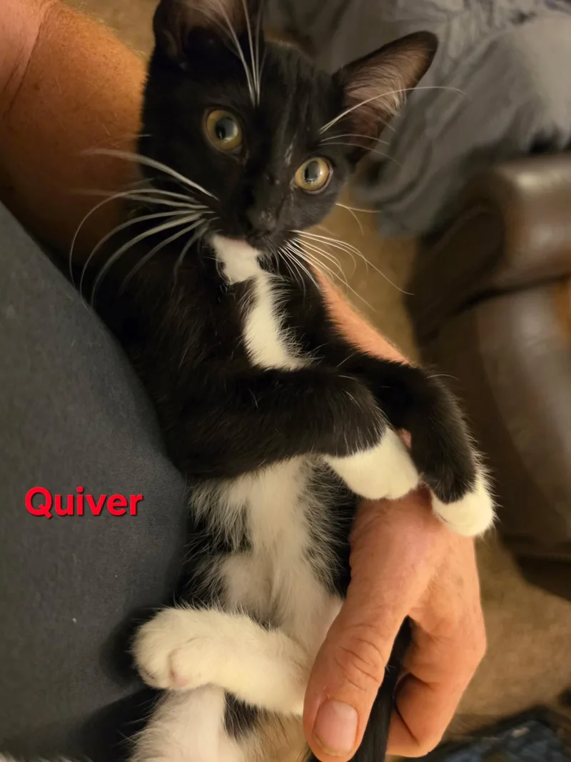 A young medium-sized male Black & White / Tuxedo Tuxedo cat named Quiver for adoption in Cypress, TX