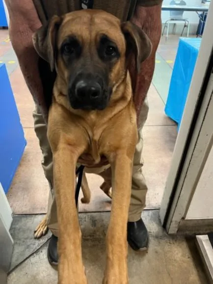 A young medium-sized female German Shepherd Dog dog named Cha Cha for adoption in Van Nuys, CA