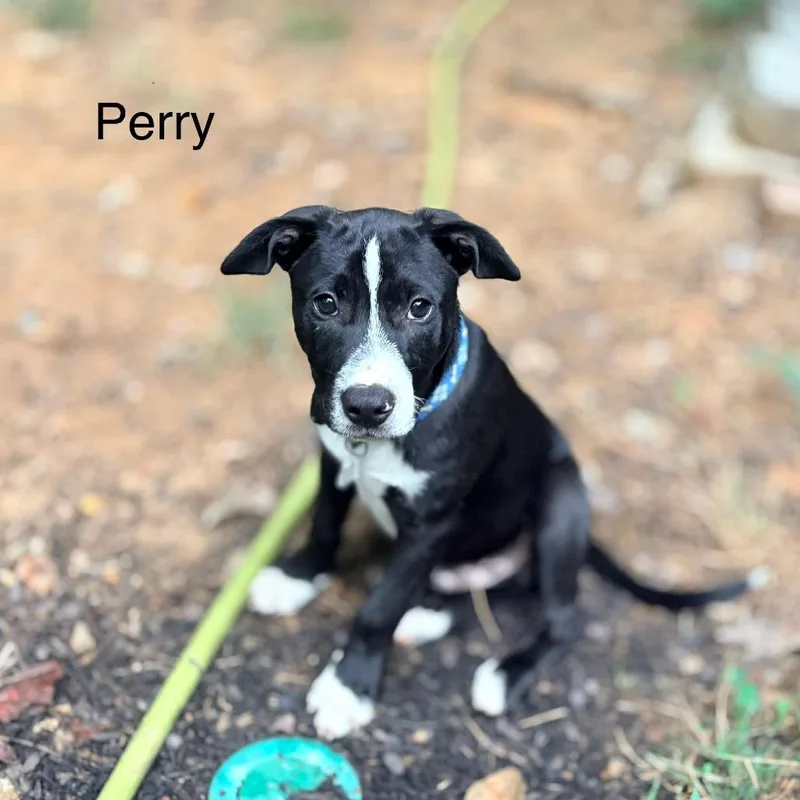 Perry thumbnail 4