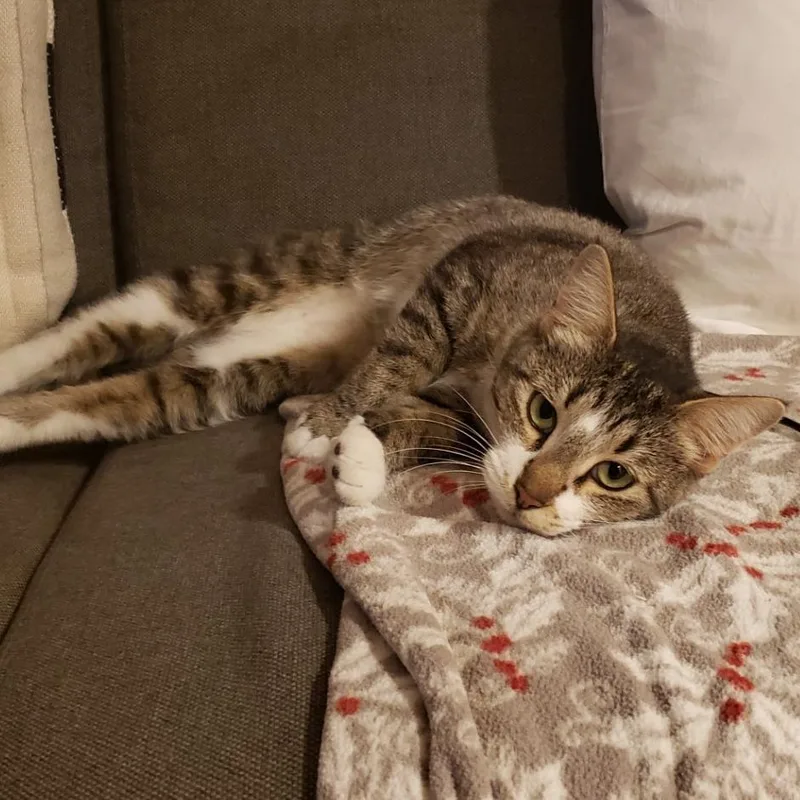A young medium-sized female Brown / Chocolate Domestic Short Hair cat named Cactus for adoption in Las Vegas, NV