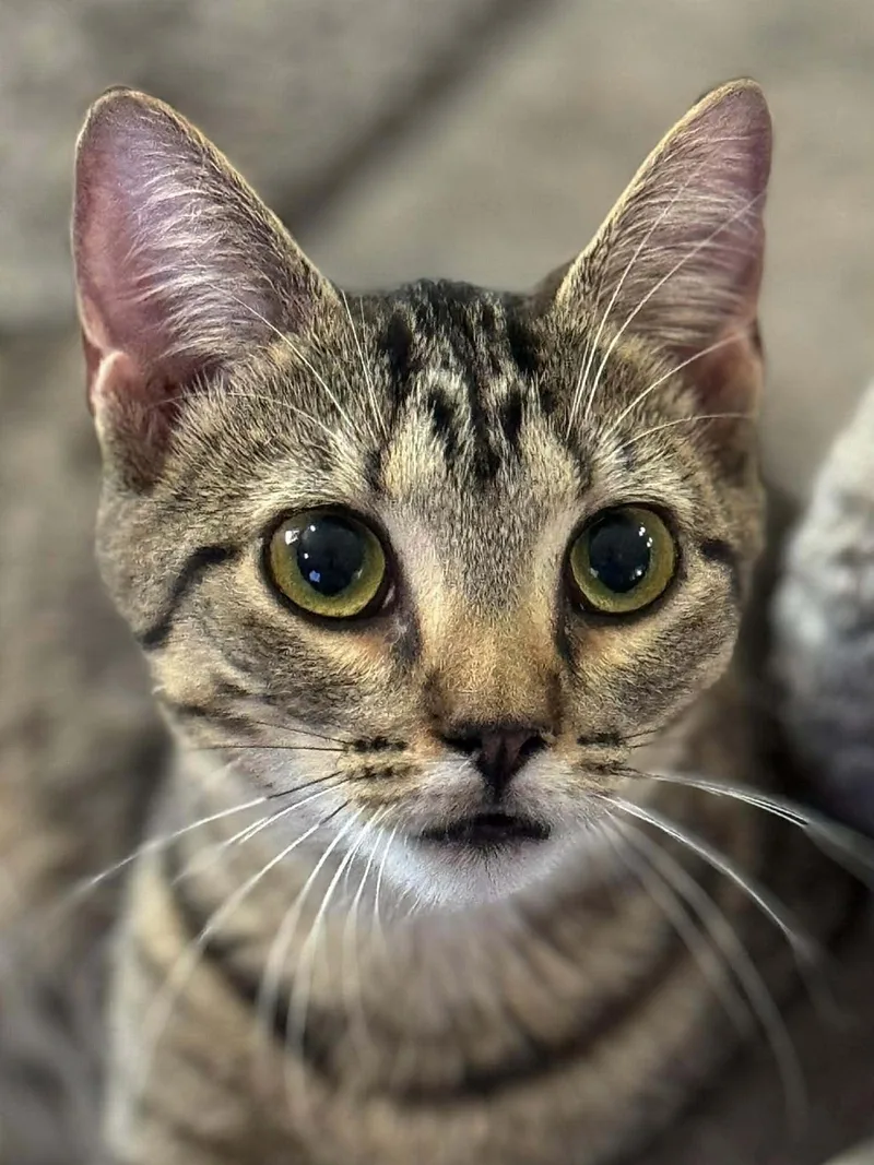 A baby medium-sized female Tabby (Brown / Chocolate) Domestic Short Hair cat named Felicity for adoption in Sioux Falls, SD