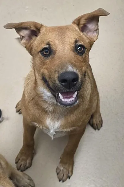 An adult large-sized male Shepherd dog named Bruno for adoption in Phoenix, AZ
