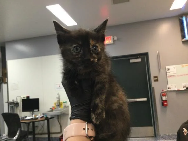 A baby small-sized female Domestic Short Hair cat named Martha for adoption in Thousand Palms, CA