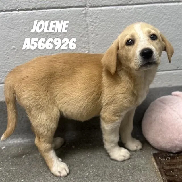 A baby medium-sized female Labrador Retriever dog named Jolene for adoption in Huntsville, AL