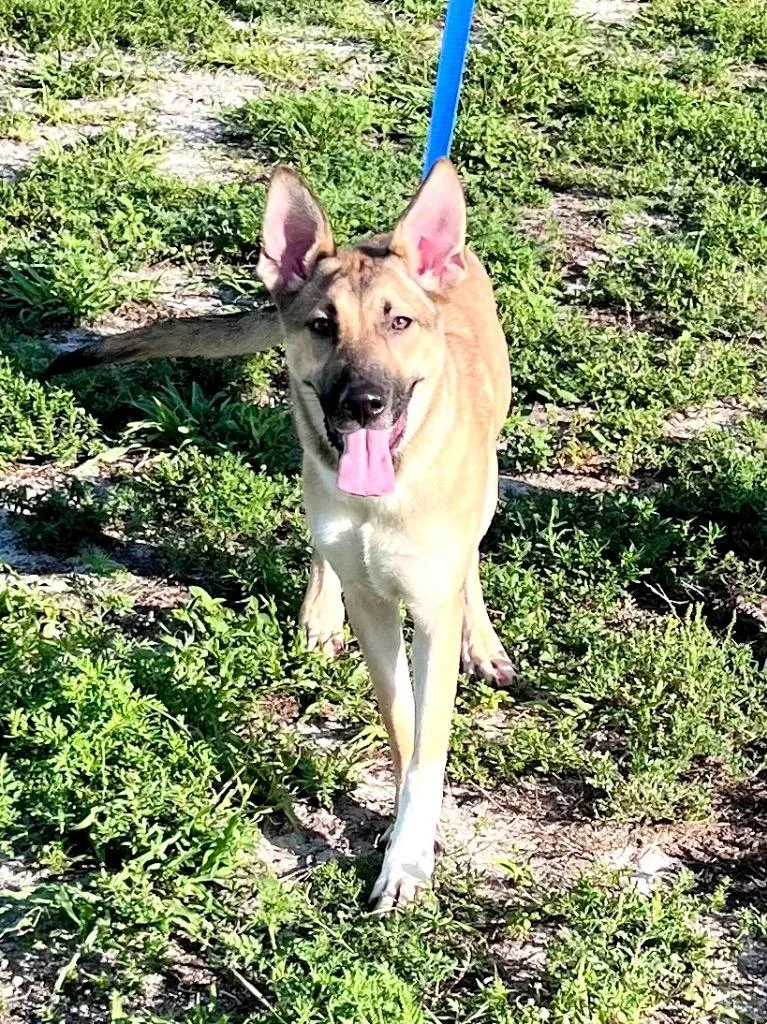 Haflinger thumbnail 2