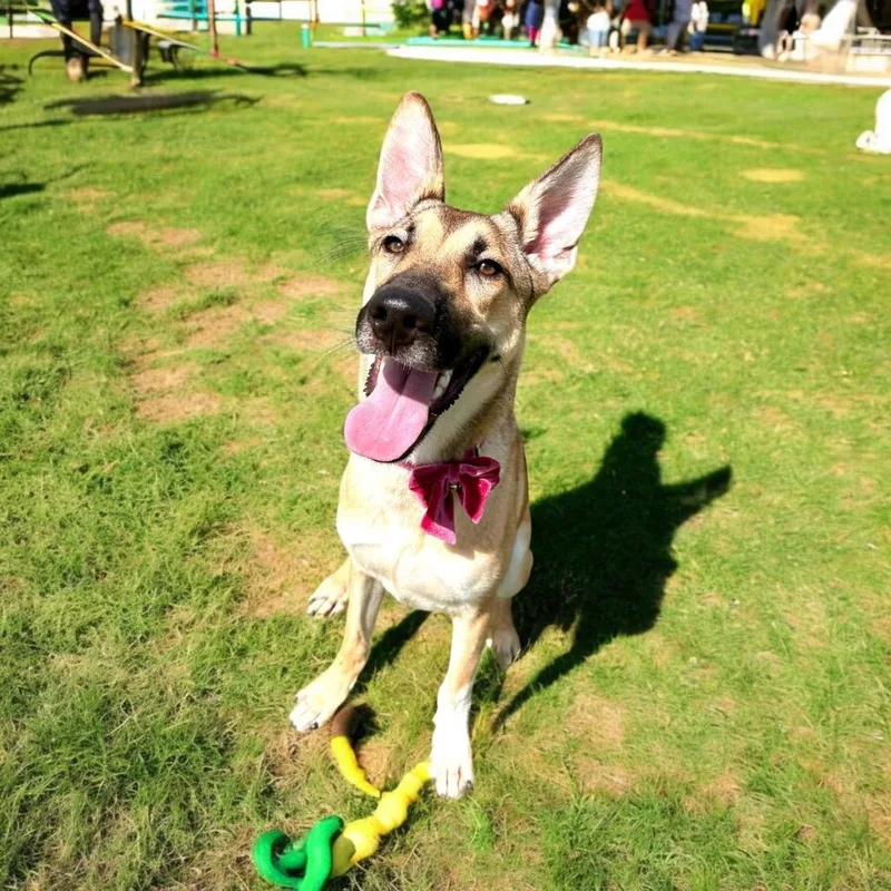 Haflinger thumbnail 3