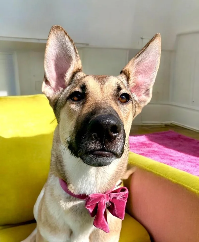 Haflinger thumbnail 4