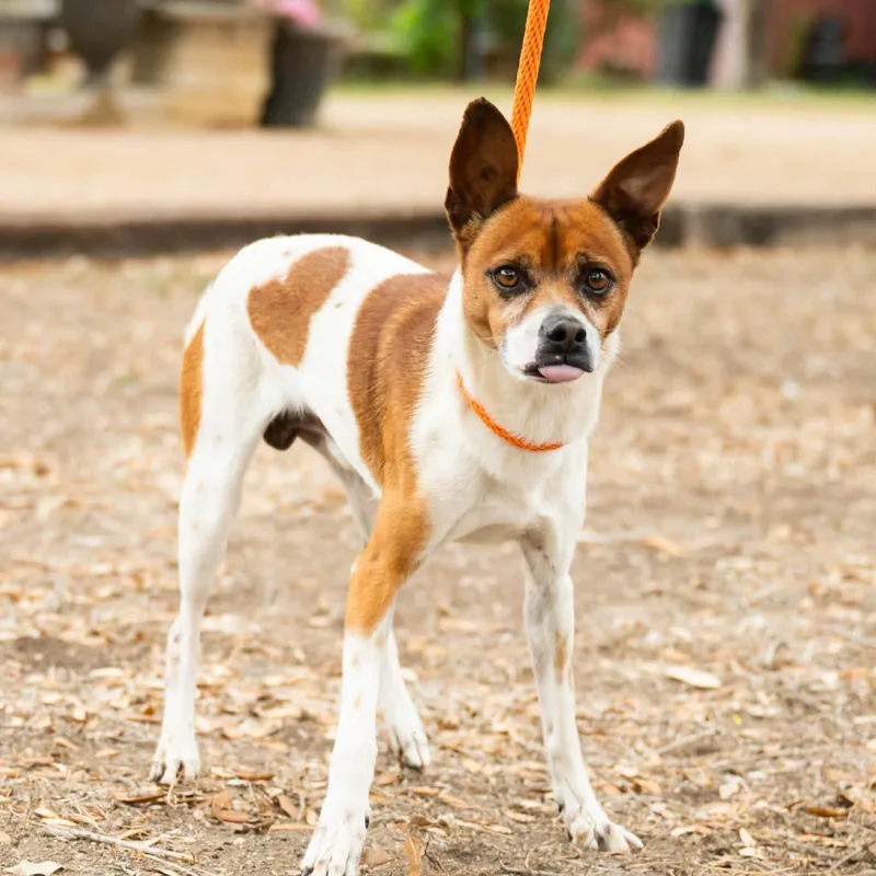 An adult small-sized male Red / Chestnut / Orange Rat Terrier dog named Chato for adoption in Williston, VT