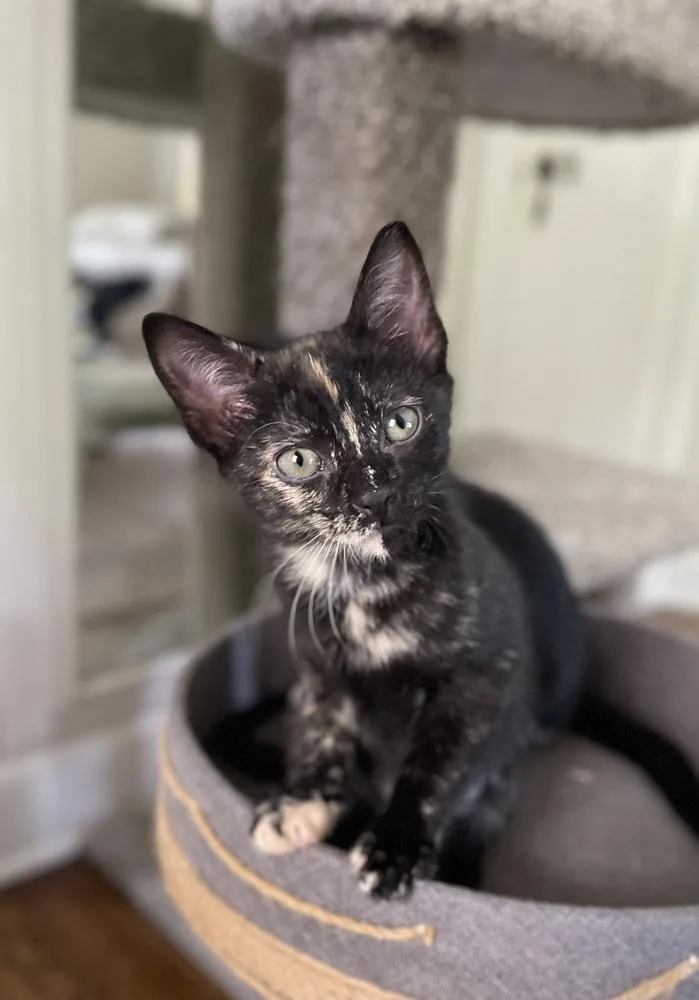 A baby small-sized female Domestic Short Hair cat named Wren for adoption in Plymouth, MI
