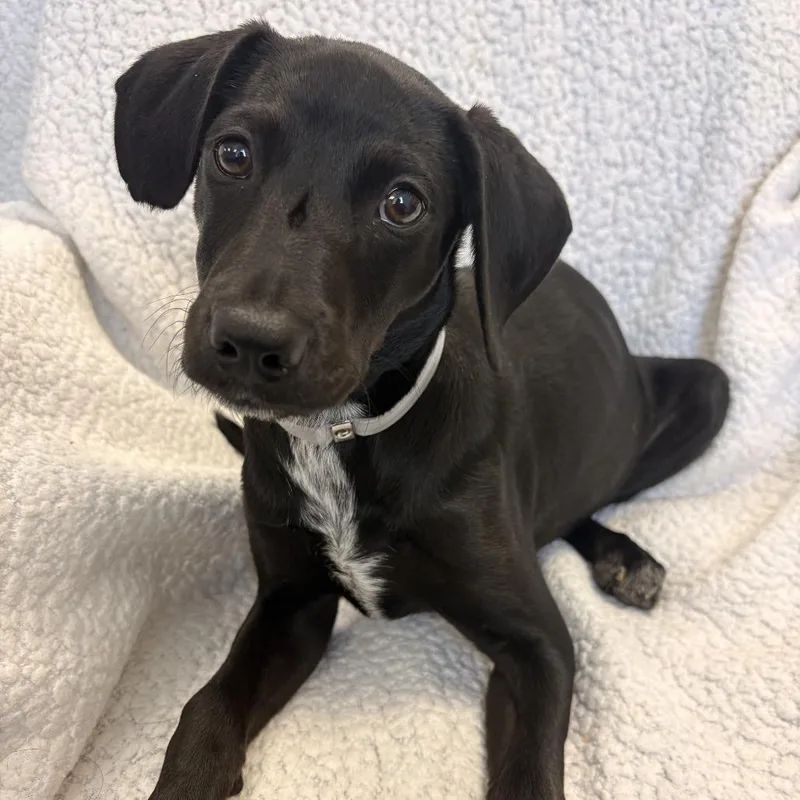 Nova