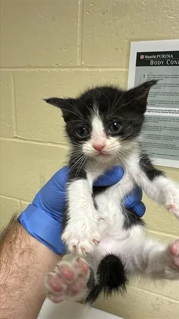 A baby small-sized female Domestic Short Hair cat named Kiku for adoption in Sacramento, CA
