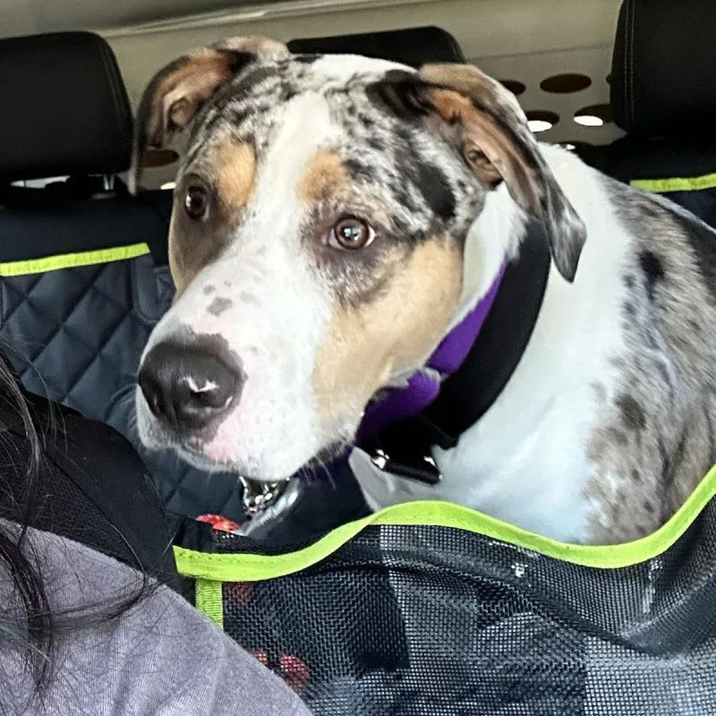 An adult medium-sized male White / Cream Australian Shepherd dog named Mccoy for adoption in Uniontown, PA