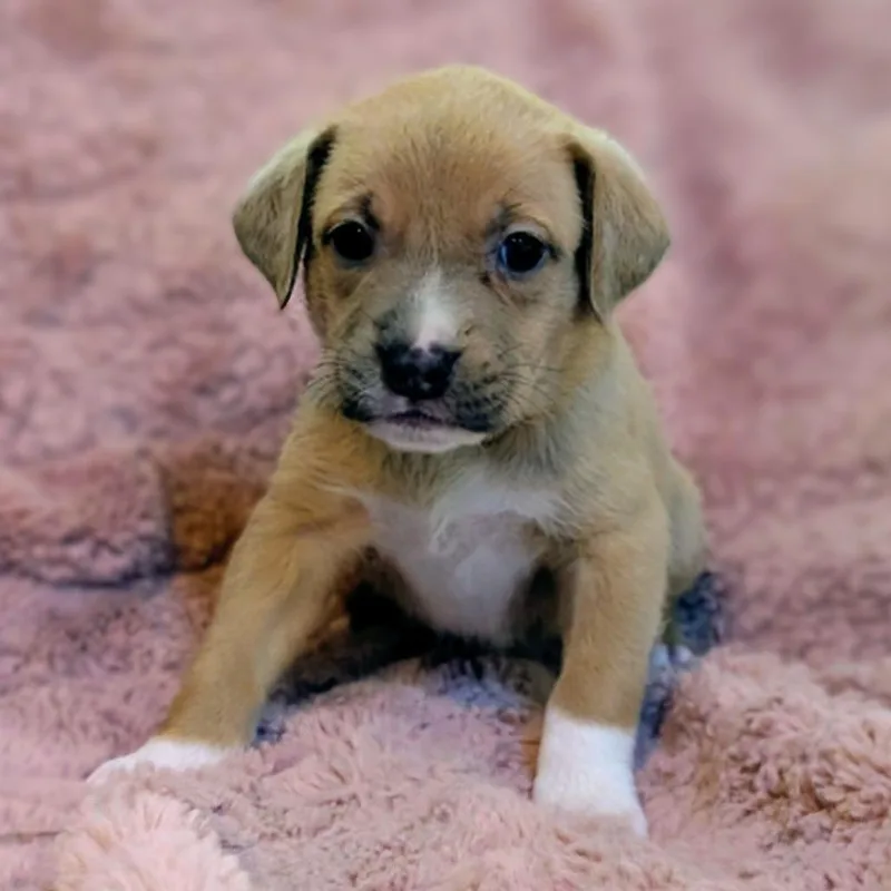 Birdie Pup  Piper