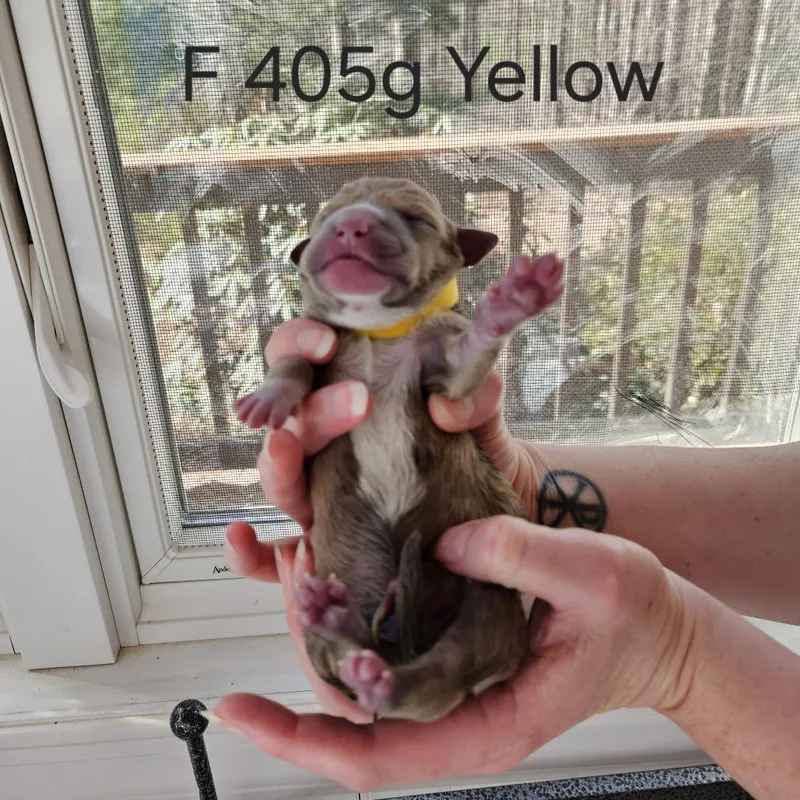 Birdie Pup  Piper thumbnail 2
