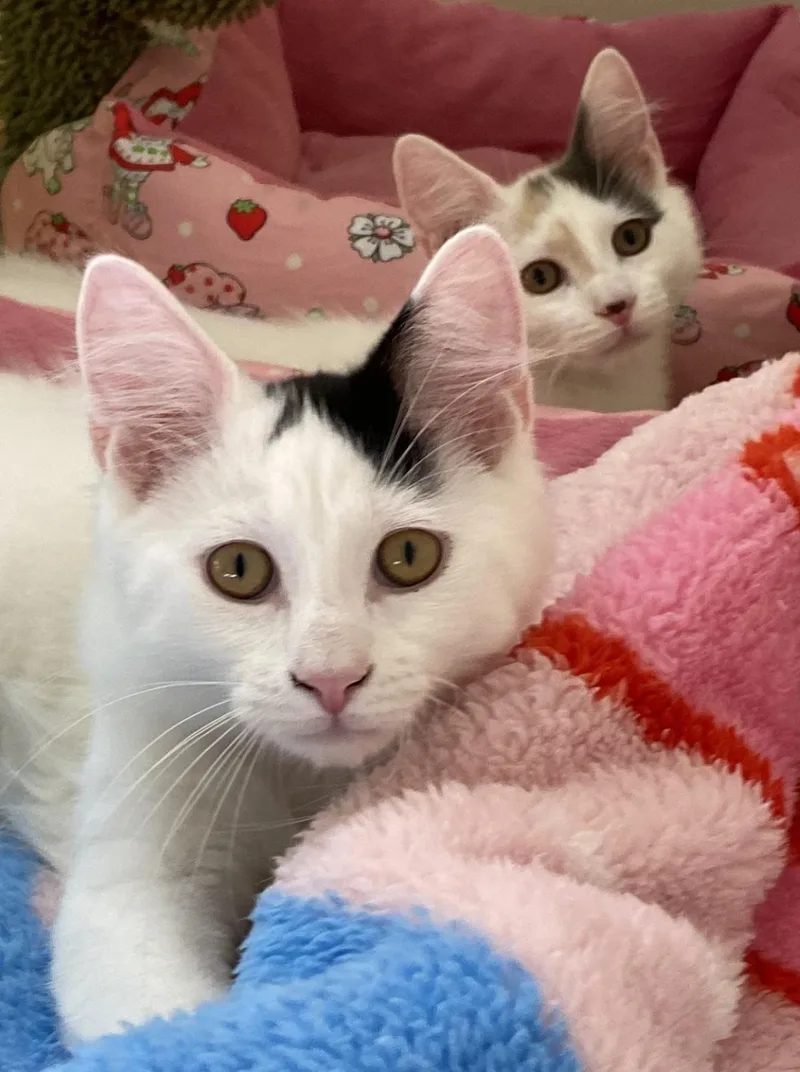 Chip & Bean thumbnail 2