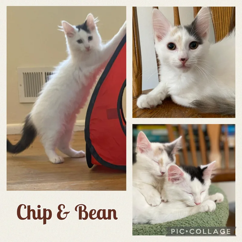 Chip & Bean thumbnail 3