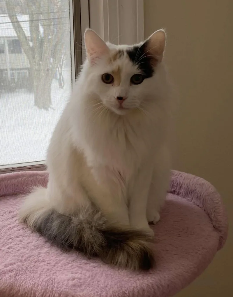 Chip & Bean thumbnail 4