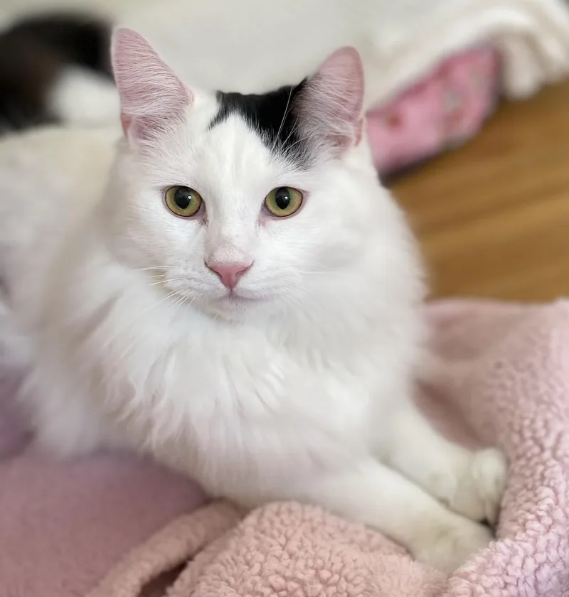 Chip & Bean thumbnail 5