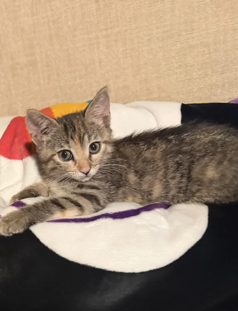 A baby medium-sized female Domestic Short Hair cat named Ginger for adoption in Maitland, FL