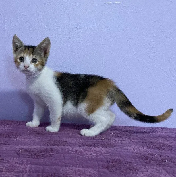 A baby small-sized female Domestic Short Hair cat named Skylark for adoption in Woodland, CA