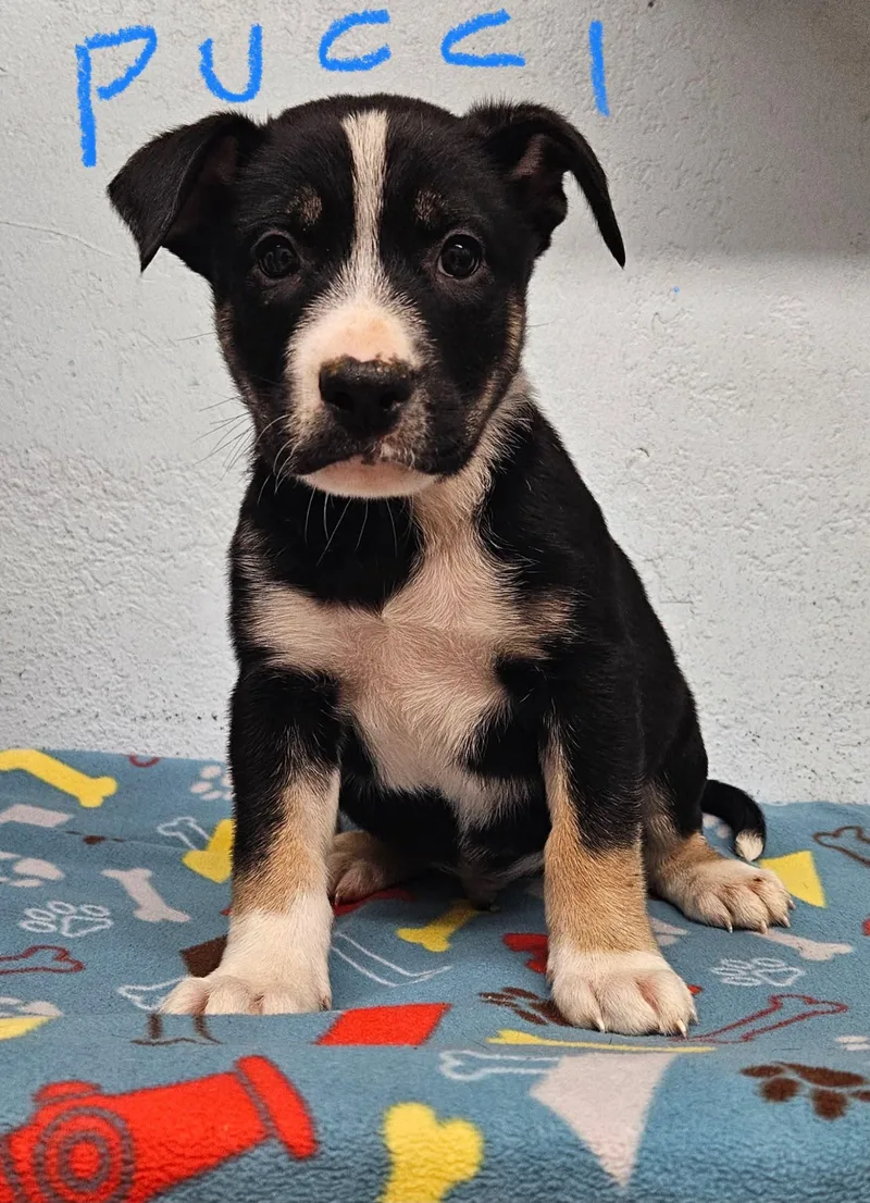 A baby small-sized male German Shepherd Dog named Pucci for adoption in Inglewood, CA