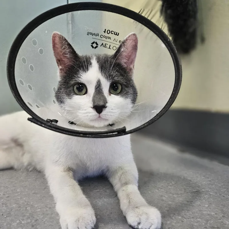 A young medium-sized female White Domestic Short Hair cat named Ori for adoption in Lakewood, CO