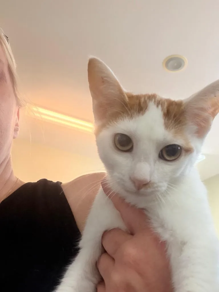 A baby small-sized male Domestic Short Hair cat named Tank for adoption in Neosho, MO