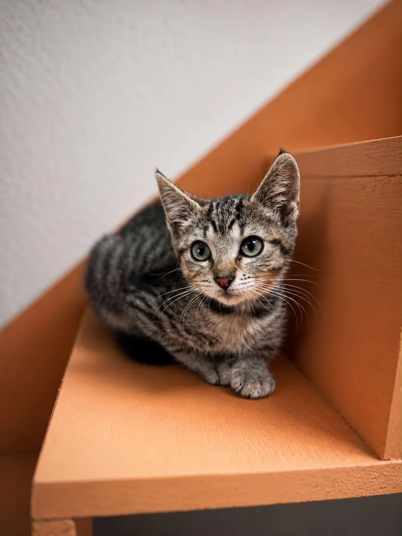 A baby small-sized female Tabby (Gray / Blue / Silver) Domestic Short Hair cat named Highlighter for adoption in Myakka City, FL