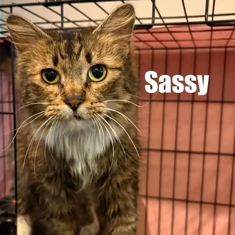 An adult small-sized female Gray / Blue / Silver Domestic Long Hair cat named Sassy for adoption in Washington, DC