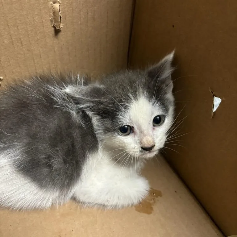 A baby small-sized male Gray / Blue / Silver Domestic Short Hair cat named Nolan for adoption in Point Richmond, CA