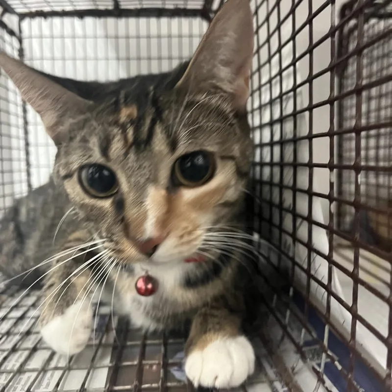 An adult medium-sized female Torbie Domestic Short Hair cat named Brooke for adoption in Edinburg, TX