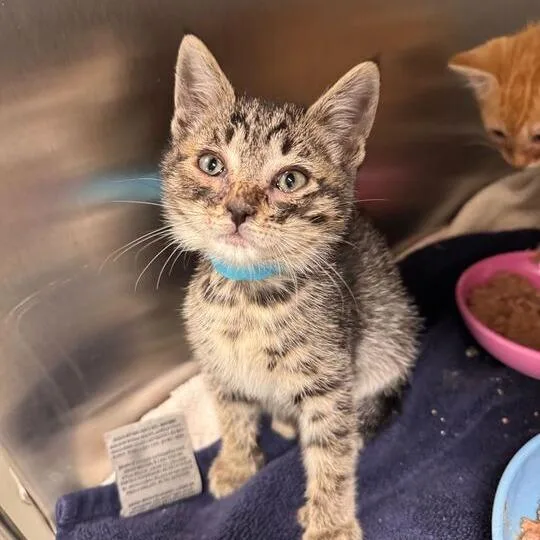 A baby small-sized male Gray / Blue / Silver Domestic Short Hair cat named Bader for adoption in Newark, DE