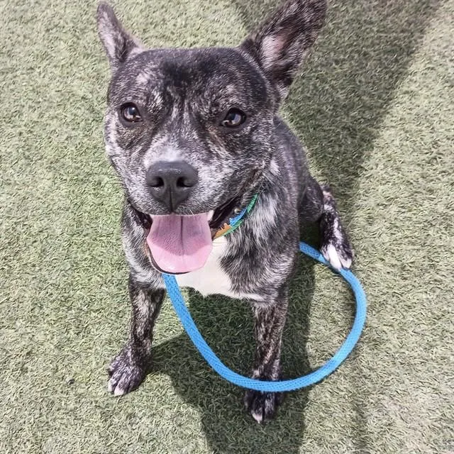 A young large-sized male Pit Bull Terrier dog named Ace for adoption in Phoenix, AZ