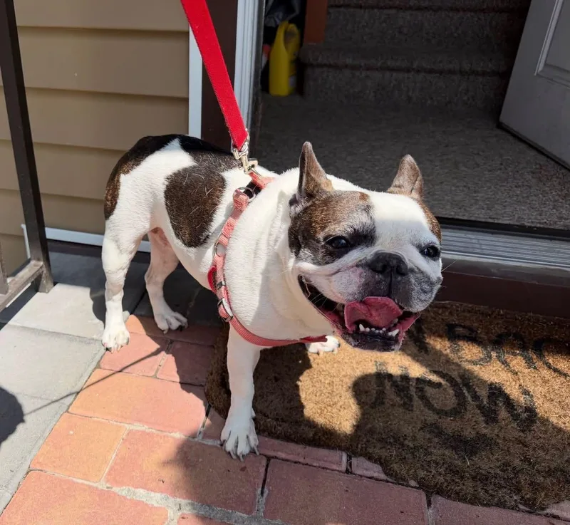 A senior small-sized female French Bulldog dog named Lola for adoption in Monticello, NY