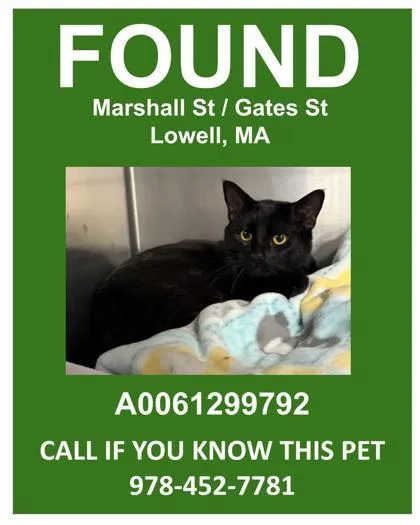 An adult medium-sized male Domestic Short Hair cat named Void for adoption in Lowell, MA
