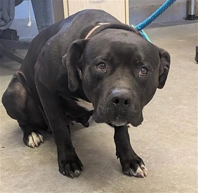 A young large-sized female Pit Bull Terrier dog named Athena for adoption in Camarillo, CA