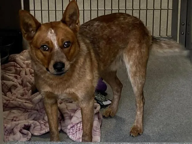 A young medium-sized male Australian Cattle Dog / Blue Heeler dog named Finn for adoption in Tustin, CA