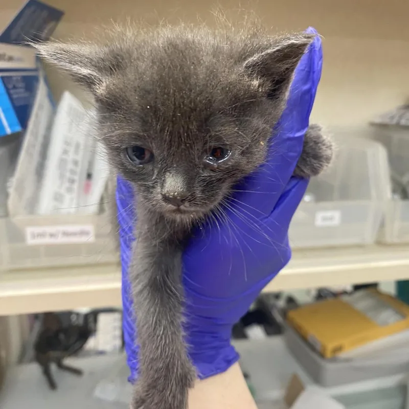 A baby small-sized male Gray / Blue / Silver Domestic Short Hair cat named Radagast for adoption in Westminster, CA