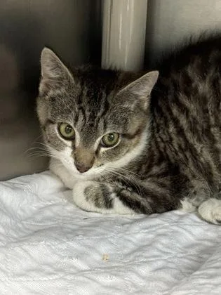 A baby small-sized male Domestic Short Hair cat named Milo for adoption in Madison, NJ