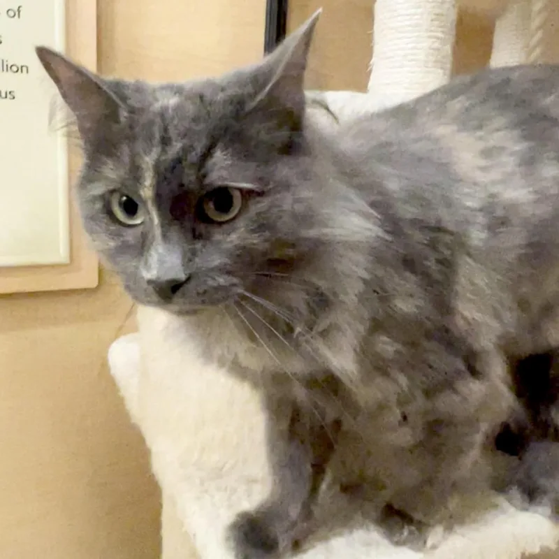 An adult medium-sized female Tortoiseshell Domestic Long Hair cat named Beauty for adoption in Los Angeles, CA
