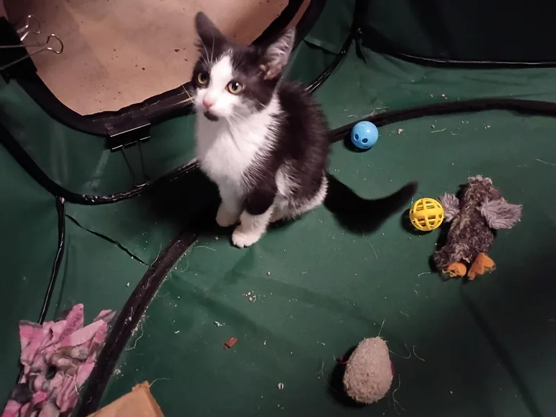 A baby medium-sized male Domestic Short Hair cat named Bean Bag Toss for adoption in Cincinnati, OH