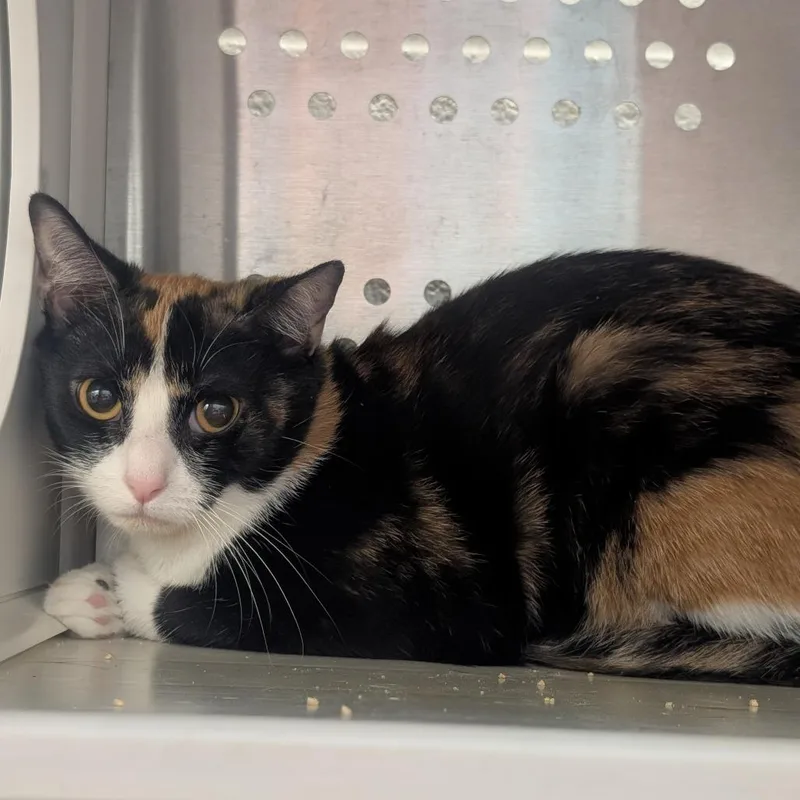 A young medium-sized female Tortoiseshell Domestic Short Hair cat named Mia for adoption in Pittsburgh, PA